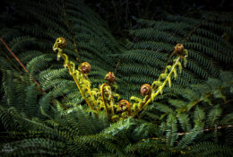 New Zealand 2025 (1 group) (9/66)